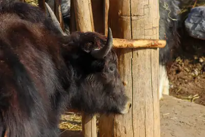 Tiere & Natur, Zoobesuch 2020: Foto 26 von Josef Hupf