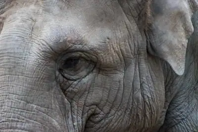 Tiere & Natur, Zoobesuch 2020: Foto 32 von Josef Hupf
